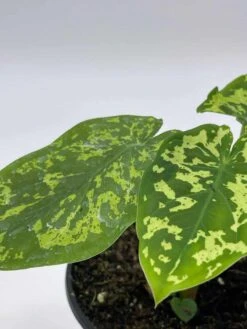 Alocasia 'Hilo Beauty', Caladium Praetermissum, 4 Inch Pot, Green And White Alocasia, Elephant Ear -Green Aura il fullxfull.3713838392 m6o2