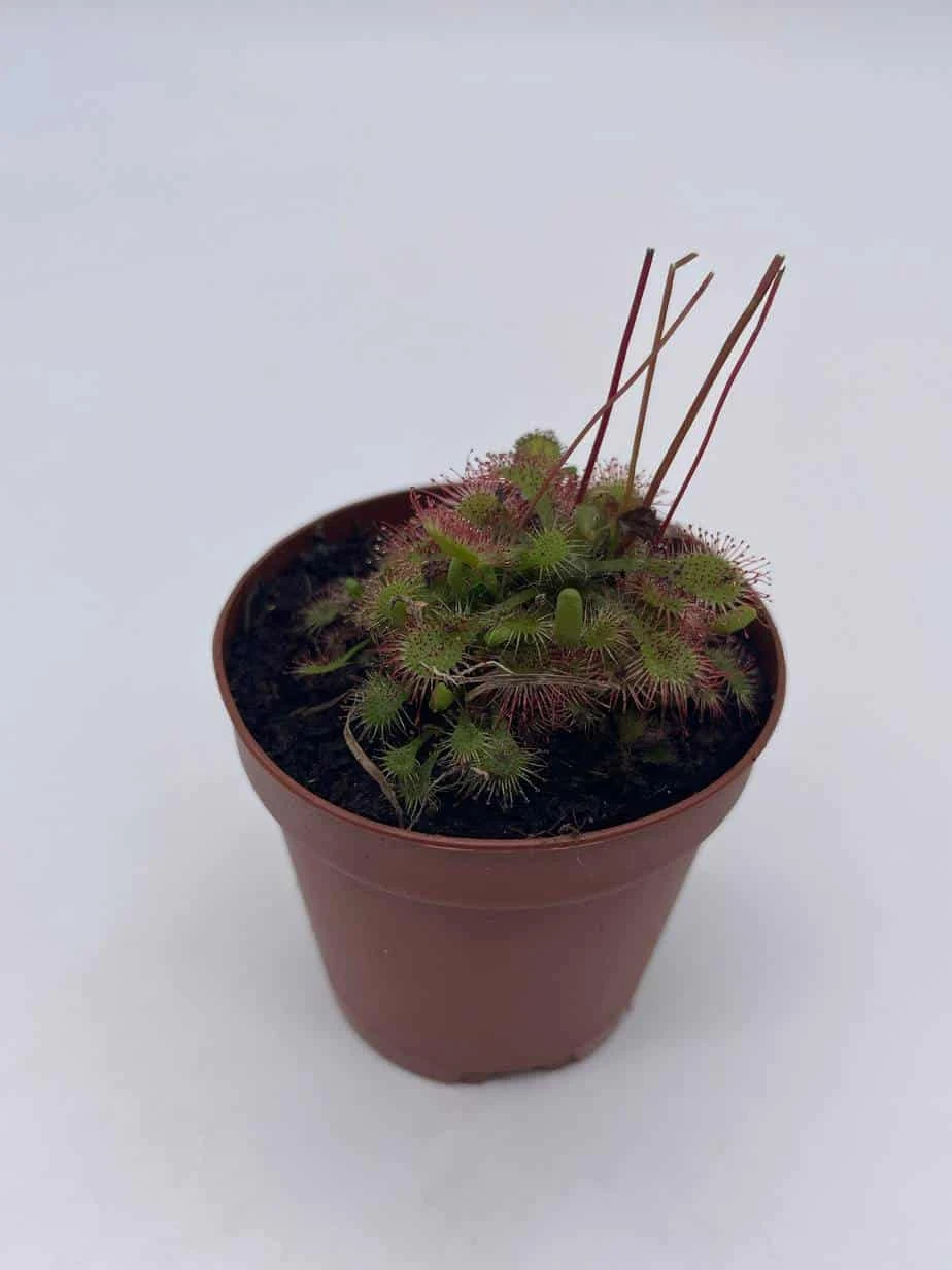 Drosera, Sundews, Rare Carnivorous Plant, In 2 Inch Pot Capensis Cape 8 Drosera, Sundews, Rare Carnivorous Plant, In 2 Inch Pot Capensis Cape - Image 6