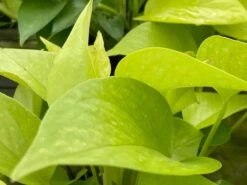 Neon Pothos, 6 Inch, Devil's Ivy, Hunter's Rove 16 Neon Pothos, 6 Inch, Devil's Ivy, Hunter's Rove -Green Aura il fullxfull.3726324292 hy4t