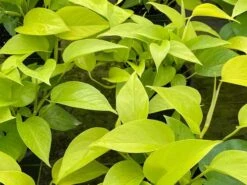 Neon Pothos, 6 Inch, Devil's Ivy, Hunter's Rove 17 Neon Pothos, 6 Inch, Devil's Ivy, Hunter's Rove -Green Aura il fullxfull.3726324476 oy2e