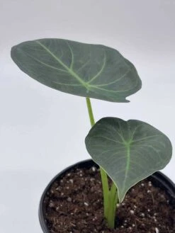 Alocasia Regal Shield, 4 Inch, Very Rare Elephant's Ear -Green Aura il fullxfull.3743367290 l0im