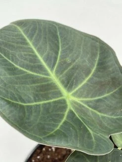 Alocasia Regal Shield, 4 Inch, Very Rare Elephant's Ear -Green Aura il fullxfull.3743367302 hrd9