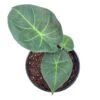 Alocasia Regal Shield, 4 Inch, Very Rare Elephant's Ear -Green Aura il fullxfull.3743367970 3c7t