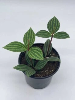 Peperomia Puteolata, 4 Inch, Stilt Peperomia, Parallel Peperomia -Green Aura il fullxfull.3744329668 cfxl