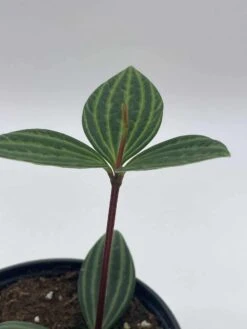 Peperomia Puteolata, 4 Inch, Stilt Peperomia, Parallel Peperomia -Green Aura il fullxfull.3744329718 oj22