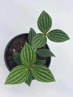 Peperomia Puteolata, 4 Inch, Stilt Peperomia, Parallel Peperomia -Green Aura il fullxfull.3744329728 kpb3