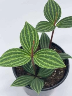 Peperomia Puteolata, 4 Inch, Stilt Peperomia, Parallel Peperomia -Green Aura il fullxfull.3744329730 lz79