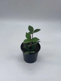 Peperomia Puteolata, 4 Inch, Stilt Peperomia, Parallel Peperomia -Green Aura il fullxfull.3744330028 5o3m