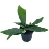 Staghorn Fern, Platycerium Bifurcatum, 4 Inch, Crown, Elkhorn Fern -Green Aura il fullxfull.3744350280 4gja