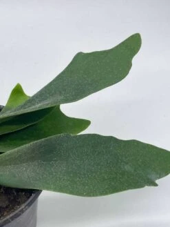 Staghorn Fern, Platycerium Bifurcatum, 4 Inch, Crown, Elkhorn Fern -Green Aura il fullxfull.3744351470 pjro