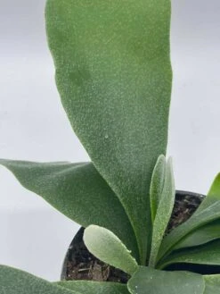 Staghorn Fern, Platycerium Bifurcatum, 4 Inch, Crown, Elkhorn Fern -Green Aura il fullxfull.3744351744 b1uv