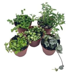 Succulent Strings Set, Variegated String Of Pearls, Turtles, Hearts, And Needles, Premium Collection, In 2 Inch Pots, Plant Gift -Green Aura il fullxfull.3744362306 ttz5