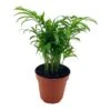 Bamboo Palm, Chamaedorea Parlor Palm, Clustered Reed Palm, Cane Palm In 4 Inch Pot -Green Aura il fullxfull.3761362089 9v80
