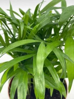 Bamboo Palm, Chamaedorea Parlor Palm, Clustered Reed Palm, Cane Palm In 4 Inch Pot -Green Aura il fullxfull.3761362439 ng86