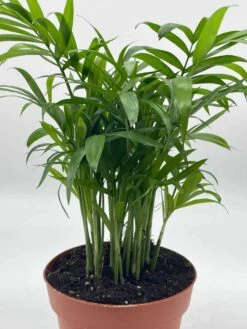 Bamboo Palm, Chamaedorea Parlor Palm, Clustered Reed Palm, Cane Palm In 4 Inch Pot -Green Aura il fullxfull.3761362441 1vlk