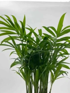 Bamboo Palm, Chamaedorea Parlor Palm, Clustered Reed Palm, Cane Palm In 4 Inch Pot -Green Aura il fullxfull.3761362443 pobd