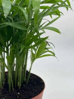 Bamboo Palm, Chamaedorea Parlor Palm, Clustered Reed Palm, Cane Palm In 4 Inch Pot -Green Aura il fullxfull.3761362507 tptd