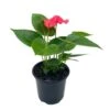 Anthurium Pink, Flamingo Lily, Andraeanum Linden Ex André Painter's Palette In 4 Inch Pot, Very Full Healthy 1 Anthurium Pink, Flamingo Lily, Andraeanum Linden Ex André Painter's Palette In 4 Inch Pot, Very Full Healthy -Green Aura il fullxfull.3761393043 98l5