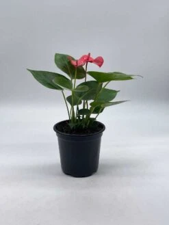 Anthurium Pink, Flamingo Lily, Andraeanum Linden Ex André Painter's Palette In 4 Inch Pot, Very Full Healthy -Green Aura il fullxfull.3761393497 g3k6