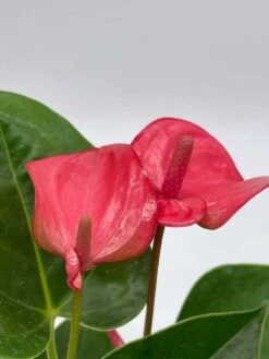 Anthurium Pink, Flamingo Lily, Andraeanum Linden Ex André Painter's Palette In 4 Inch Pot, Very Full Healthy -Green Aura il fullxfull.3761393513 5z6x