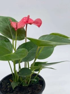 Anthurium Pink, Flamingo Lily, Andraeanum Linden Ex André Painter's Palette In 4 Inch Pot, Very Full Healthy -Green Aura il fullxfull.3761393525 c6et