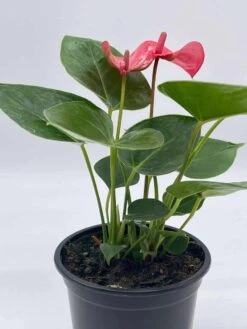 Anthurium Pink, Flamingo Lily, Andraeanum Linden Ex André Painter's Palette In 4 Inch Pot, Very Full Healthy -Green Aura il fullxfull.3761393529 clkk