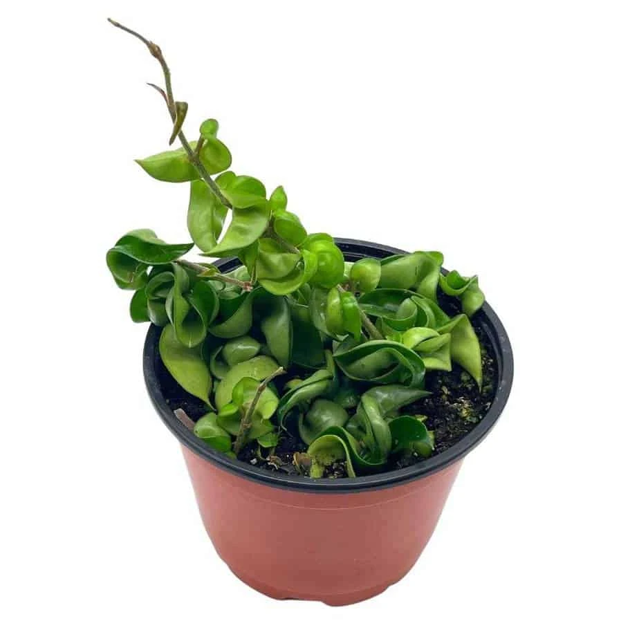 Hoya Hindu Rope Carnosa Compacta, 6 Inch, Krinkle Kurl, Ready For Upgrade, Honeyplant Waxplant Porcelain Flower 3 Hoya Hindu Rope Carnosa Compacta, 6 Inch, Krinkle Kurl, Ready For Upgrade, Honeyplant Waxplant Porcelain Flower