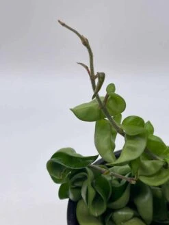 Hoya Hindu Rope Carnosa Compacta, 6 Inch, Krinkle Kurl, Ready For Upgrade, Honeyplant Waxplant Porcelain Flower 16 Hoya Hindu Rope Carnosa Compacta, 6 Inch, Krinkle Kurl, Ready For Upgrade, Honeyplant Waxplant Porcelain Flower -Green Aura il fullxfull.3761403975 1lzh