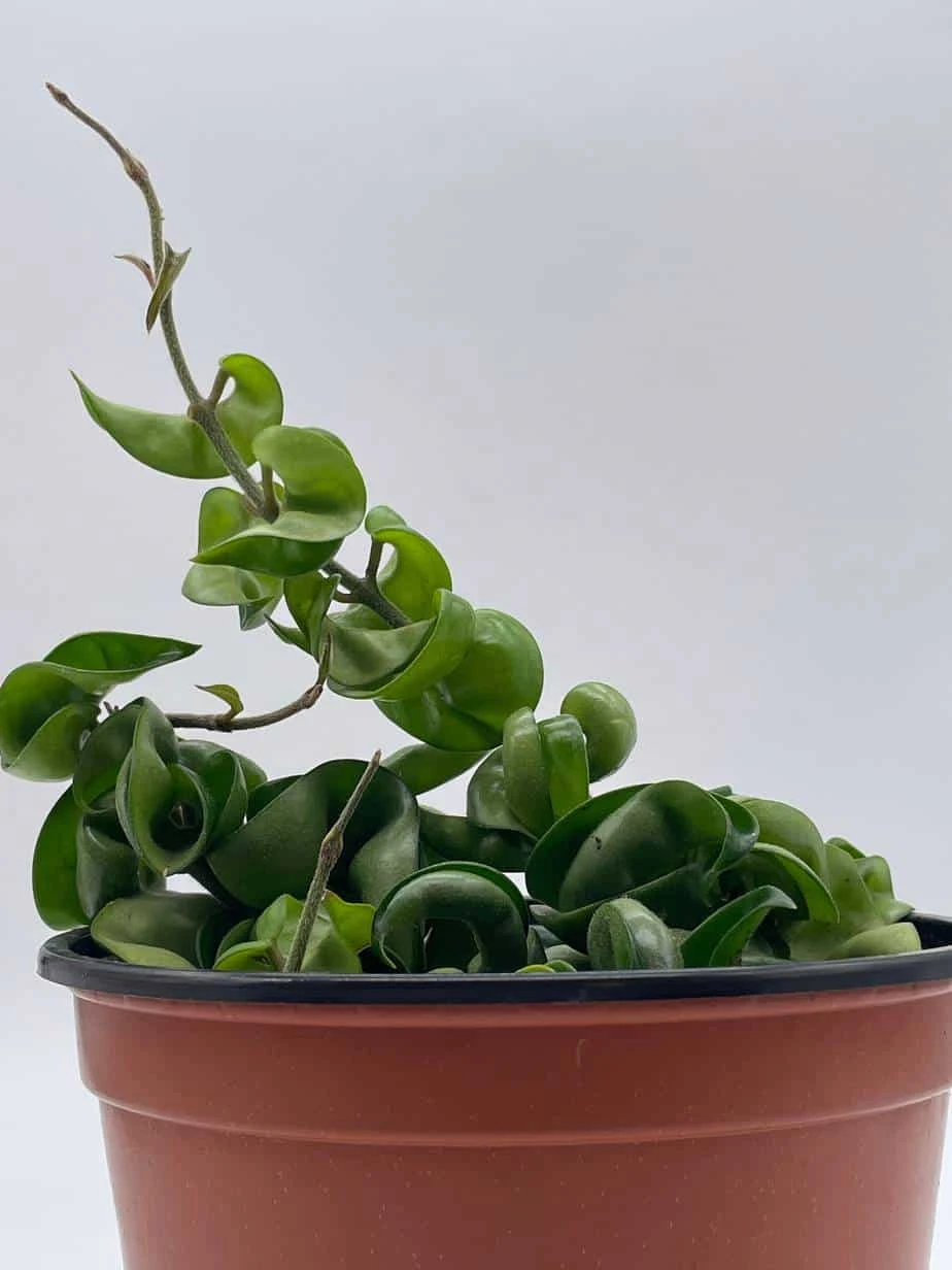 Hoya Hindu Rope Carnosa Compacta, 6 Inch, Krinkle Kurl, Ready For Upgrade, Honeyplant Waxplant Porcelain Flower 8 Hoya Hindu Rope Carnosa Compacta, 6 Inch, Krinkle Kurl, Ready For Upgrade, Honeyplant Waxplant Porcelain Flower - Image 6
