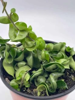 Hoya Hindu Rope Carnosa Compacta, 6 Inch, Krinkle Kurl, Ready For Upgrade, Honeyplant Waxplant Porcelain Flower 14 Hoya Hindu Rope Carnosa Compacta, 6 Inch, Krinkle Kurl, Ready For Upgrade, Honeyplant Waxplant Porcelain Flower -Green Aura il fullxfull.3761404007 ehpk
