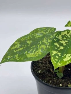 Alocasia 'Hilo Beauty', Caladium Praetermissum, 4 Inch Pot, Green And White Alocasia, Elephant Ear -Green Aura il fullxfull.3761427393 aac9