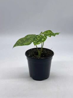 Alocasia 'Hilo Beauty', Caladium Praetermissum, 4 Inch Pot, Green And White Alocasia, Elephant Ear -Green Aura il fullxfull.3761427471 ymty