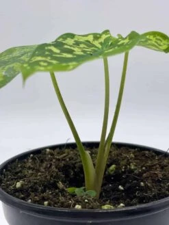 Alocasia 'Hilo Beauty', Caladium Praetermissum, 4 Inch Pot, Green And White Alocasia, Elephant Ear -Green Aura il fullxfull.3761427475 hyus