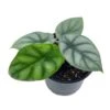 Alocasia Silver Dragon, Super Rare Jewel Alocasia, In 4 Inch Pot, Alocasia Baginda -Green Aura il fullxfull.3761432245 hnjy