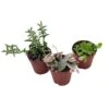 Succulent Strings Set Of 3 | Plant Gift