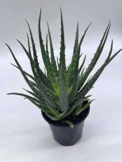 Giant Aloe Vera / Extra Large Aloe Barbadensis Miller / Natural Aloe Vera Gel Plant -Green Aura il fullxfull.3763529634 bb6p