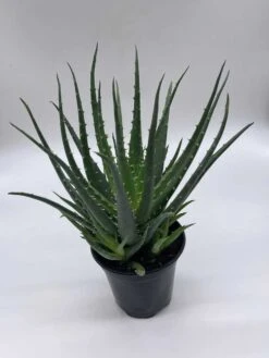 Giant Aloe Vera / Extra Large Aloe Barbadensis Miller / Natural Aloe Vera Gel Plant -Green Aura il fullxfull.3763529642 1kd5
