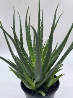 Giant Aloe Vera / Extra Large Aloe Barbadensis Miller / Natural Aloe Vera Gel Plant -Green Aura il fullxfull.3763529678 d11u