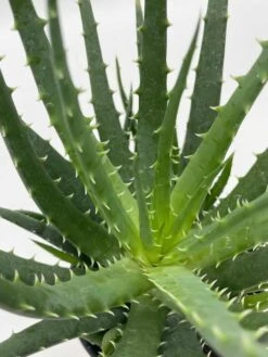 Giant Aloe Vera / Extra Large Aloe Barbadensis Miller / Natural Aloe Vera Gel Plant -Green Aura il fullxfull.3763529816 6aaw
