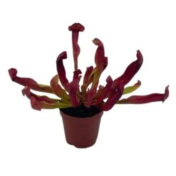 Parrot Pitcherplant, Carnivorous Plant, Sarracenia Psittacina, Red Pitcher Plant, Variegated Michx