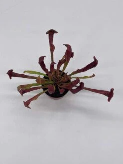 Parrot Pitcherplant, Carnivorous Plant, Sarracenia Psittacina, Red Pitcher Plant, Variegated Michx -Green Aura il fullxfull.3766033993 qxeg