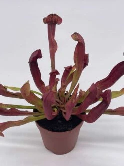 Parrot Pitcherplant, Carnivorous Plant, Sarracenia Psittacina, Red Pitcher Plant, Variegated Michx -Green Aura il fullxfull.3766034199 kqli