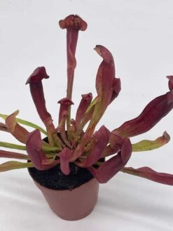 Parrot Pitcherplant, Carnivorous Plant, Sarracenia Psittacina, Red Pitcher Plant, Variegated Michx -Green Aura il fullxfull.3766034239 b1gf