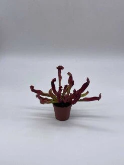 Parrot Pitcherplant, Carnivorous Plant, Sarracenia Psittacina, Red Pitcher Plant, Variegated Michx -Green Aura il fullxfull.3766034587 6k7d