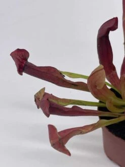 Parrot Pitcherplant, Carnivorous Plant, Sarracenia Psittacina, Red Pitcher Plant, Variegated Michx -Green Aura il fullxfull.3766034591 2pwn