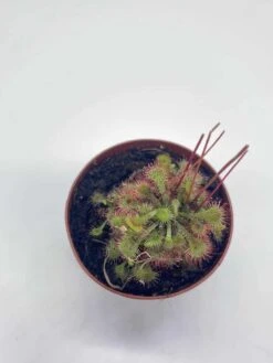 Drosera, Sundews, Rare Carnivorous Plant, In 2 Inch Pot Capensis Cape 10 Drosera, Sundews, Rare Carnivorous Plant, In 2 Inch Pot Capensis Cape -Green Aura il fullxfull.3766138373 b2vu