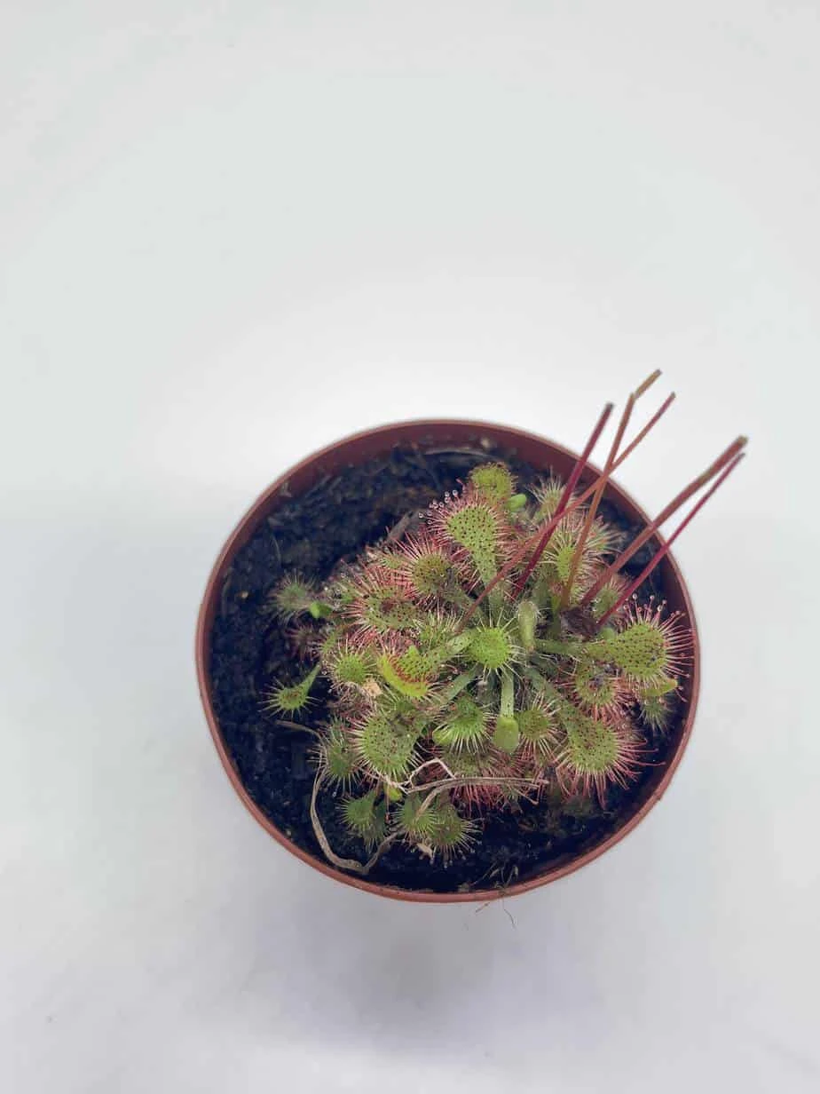 Drosera, Sundews, Rare Carnivorous Plant, In 2 Inch Pot Capensis Cape 5 Drosera, Sundews, Rare Carnivorous Plant, In 2 Inch Pot Capensis Cape - Image 3