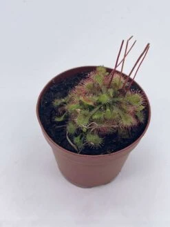 Drosera, Sundews, Rare Carnivorous Plant, In 2 Inch Pot Capensis Cape 11 Drosera, Sundews, Rare Carnivorous Plant, In 2 Inch Pot Capensis Cape -Green Aura il fullxfull.3766138423 pk75