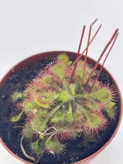 Drosera, Sundews, Rare Carnivorous Plant, In 2 Inch Pot Capensis Cape 12 Drosera, Sundews, Rare Carnivorous Plant, In 2 Inch Pot Capensis Cape -Green Aura il fullxfull.3766138447 4hiw