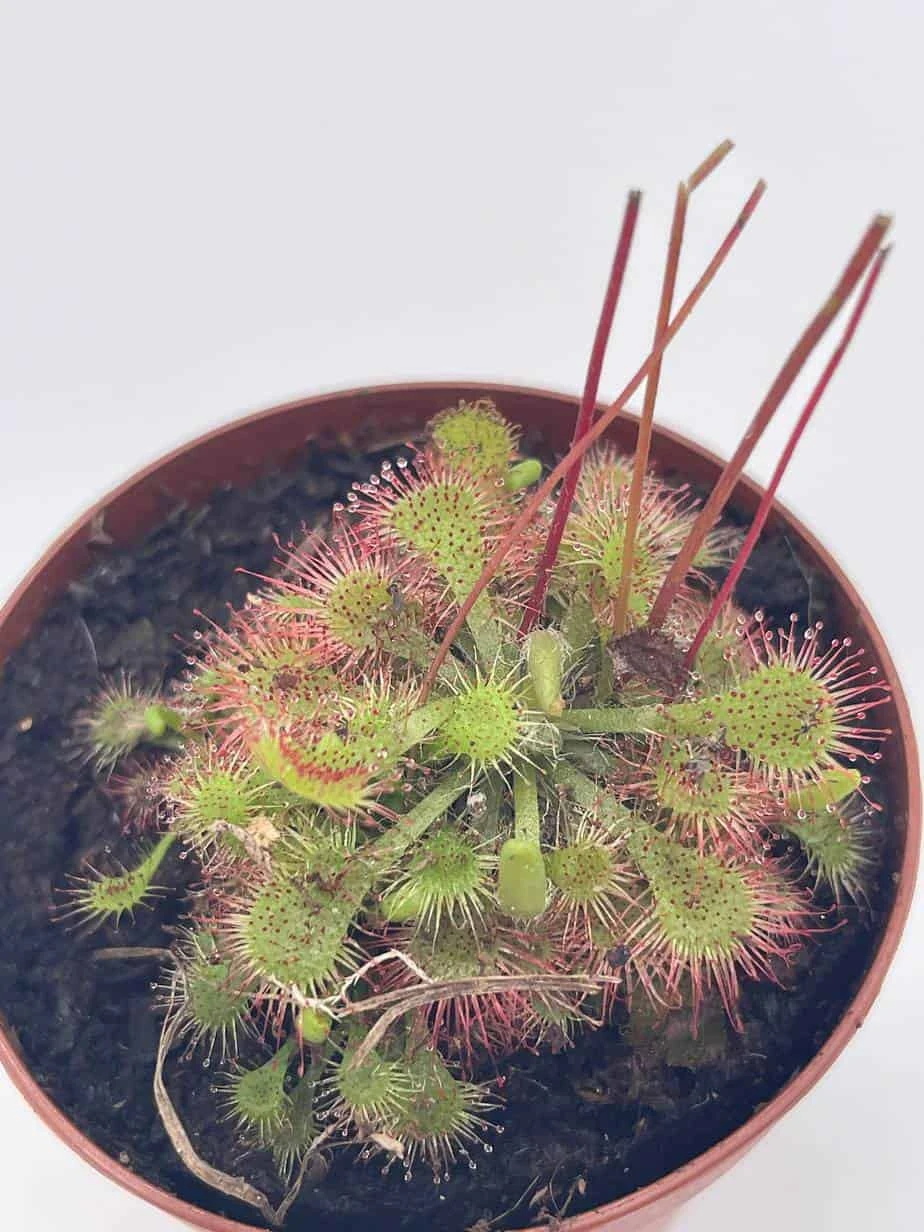 Drosera, Sundews, Rare Carnivorous Plant, In 2 Inch Pot Capensis Cape 7 Drosera, Sundews, Rare Carnivorous Plant, In 2 Inch Pot Capensis Cape - Image 5